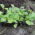Fruits and Veggies Mini Farm Project