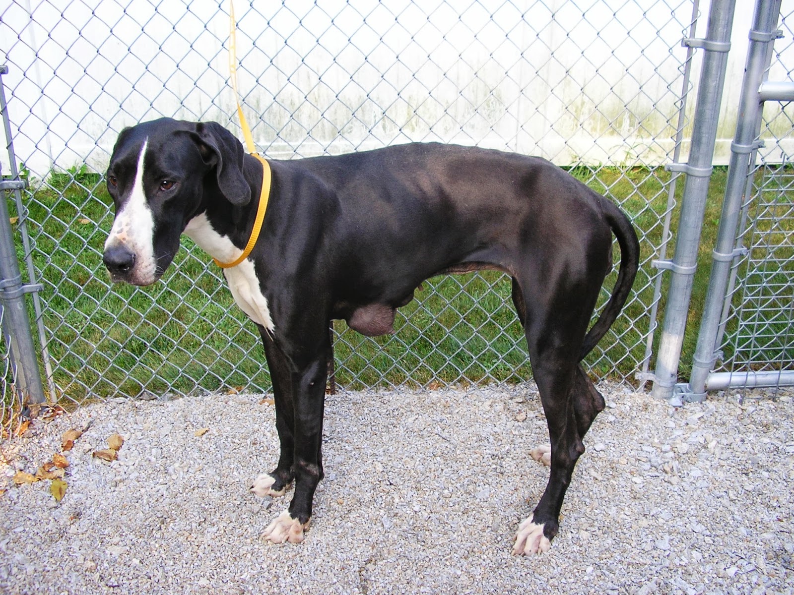 Great Dane Pitbull Mix White