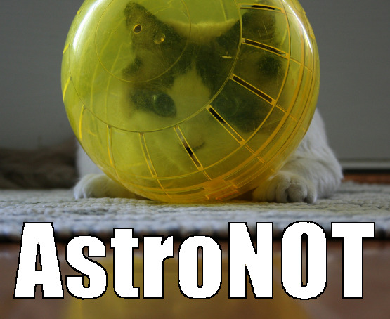 ball of hamster head of cat meme