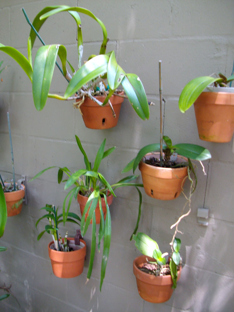 The Rainforest Garden Off Wall Ideas For Orchids On Walls - Hanging Orchids On Walls