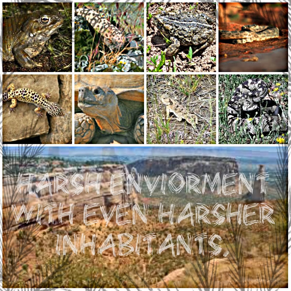 Desert Reptiles and Amphibians