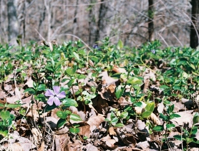 ground cover with purple flowers