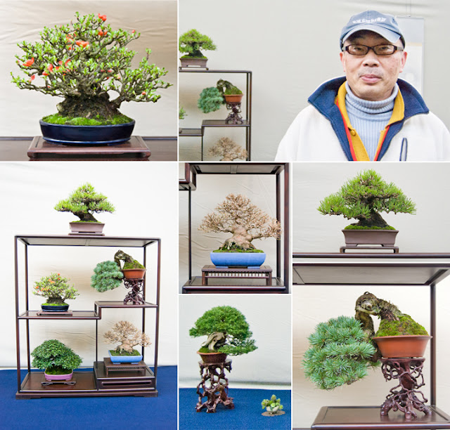 So Kyoto Bonsai in Japan, the best of the very best