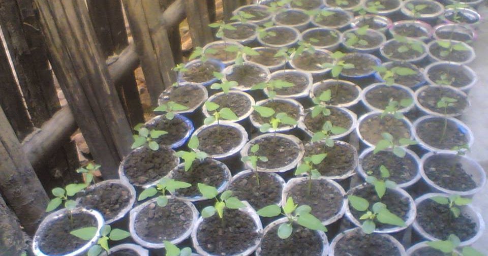 agricultural wastes as growing medium for The effect of application of agricultural waste compost on growing a full range of organic wastes, from municipal wastes to agricultural from soilless medium. agricultural wastes as growing medium for The effect of application of agricultural waste compost on growing a full range of organic wastes, from municipal wastes to agricultural from soilless medium.