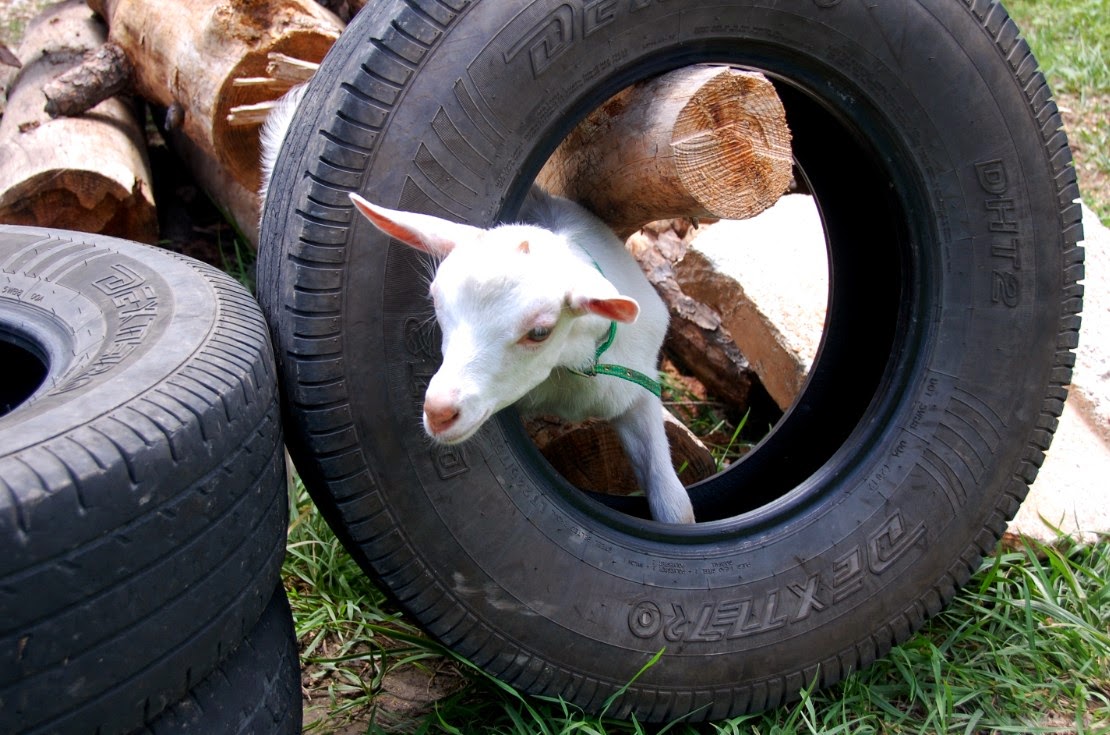 Goats, kitten, tires, chicken, kale, sunset