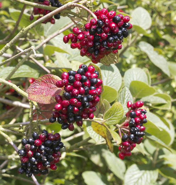 Wild Viburnum Berries Naturally