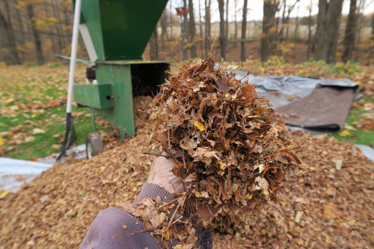 Upland Shredding Leaves For Garden Mulch(Thanks Will Bonsall)