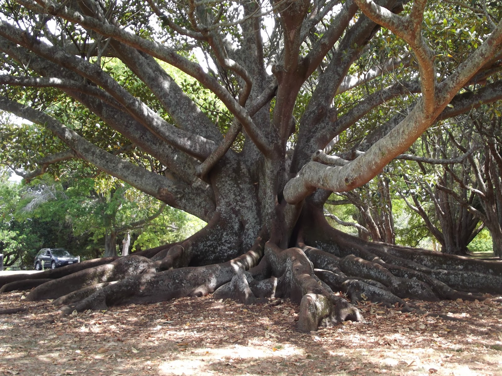 Garden Club of PEI Gardens of the World Auckland Domain, New Zealand
