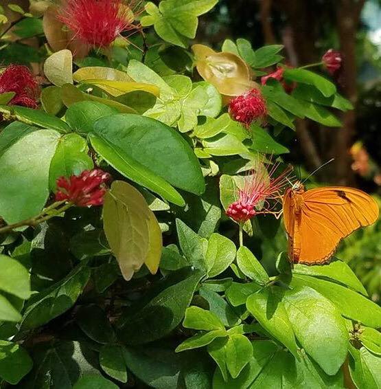 Key West Butterfly and Nature Conservatory