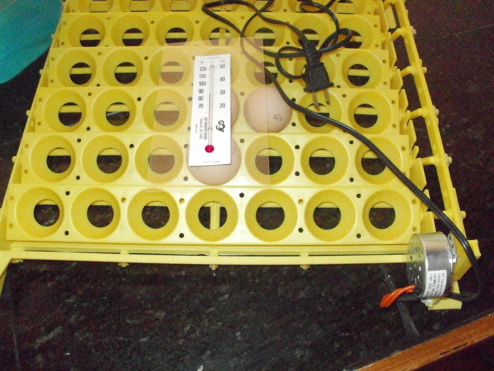 Floating And Sinking Egg Experiment