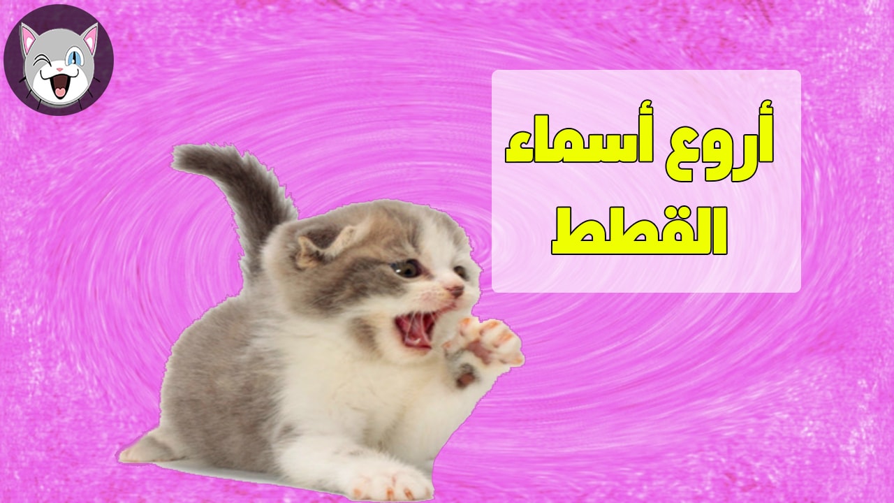 Cat Names From Around The World Cat Names From Around The World
