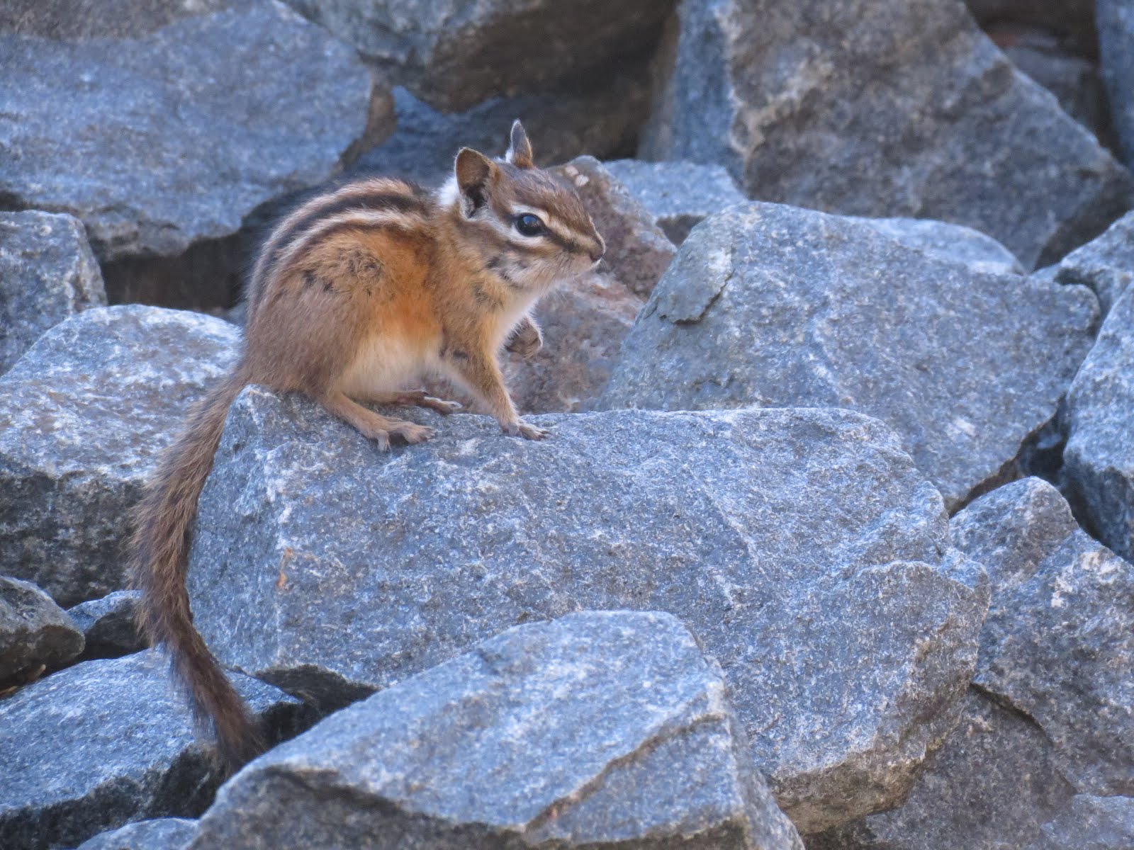 Winged Things Ontario Mammal Listing!