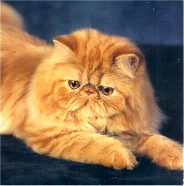 21 Foto Gambar Kucing Persia Imut Lucu Banget Terbaru 100014