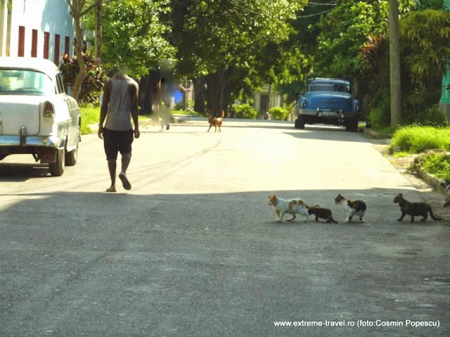 pe o strada in Cuba" un caine, o pisica matura si trei pui de pisica