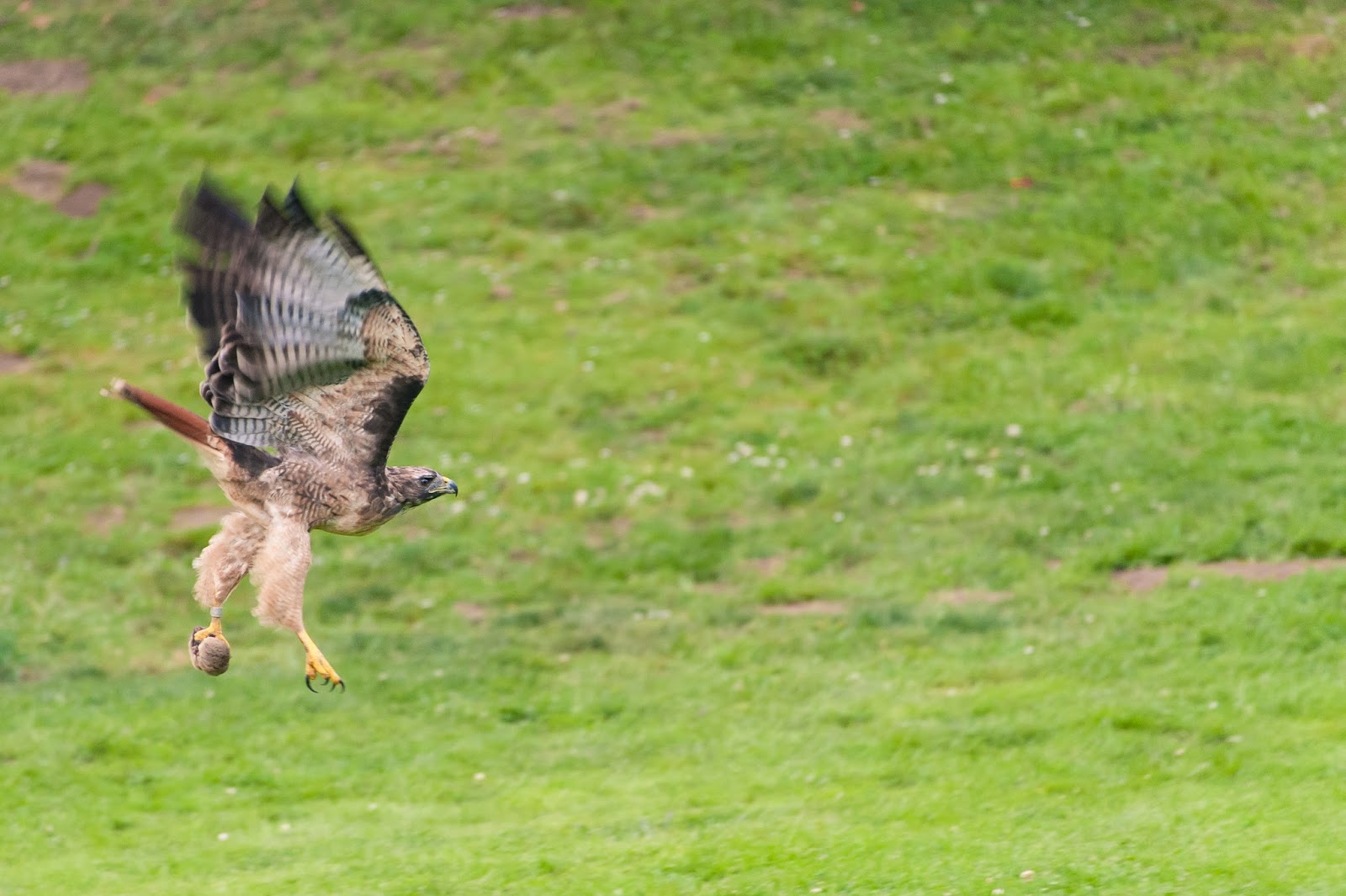 KM SNAPS A Hawk Swipes a Gopher
