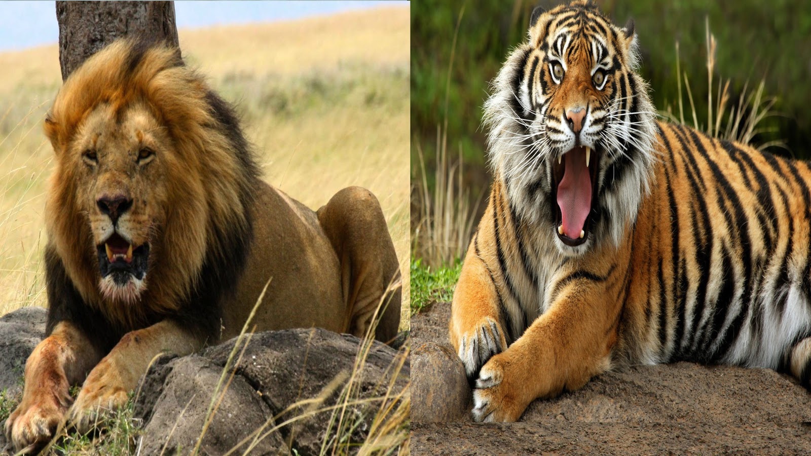 Левый тигр. Лион Тигер. Лев против тигра. Тигр vs Лев. Туранский тигр.
