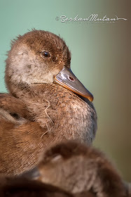 Red-crested pochard Netta rufina