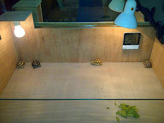 Cara Membuat Kandang Kura Kura Darat Kuranesia