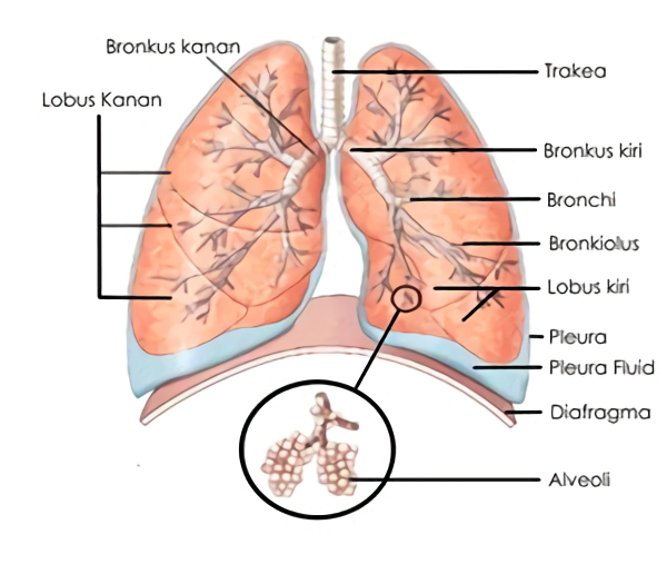 Disebut tipis selaput paru paru dilindungi oleh yang Sistem Pernapasan