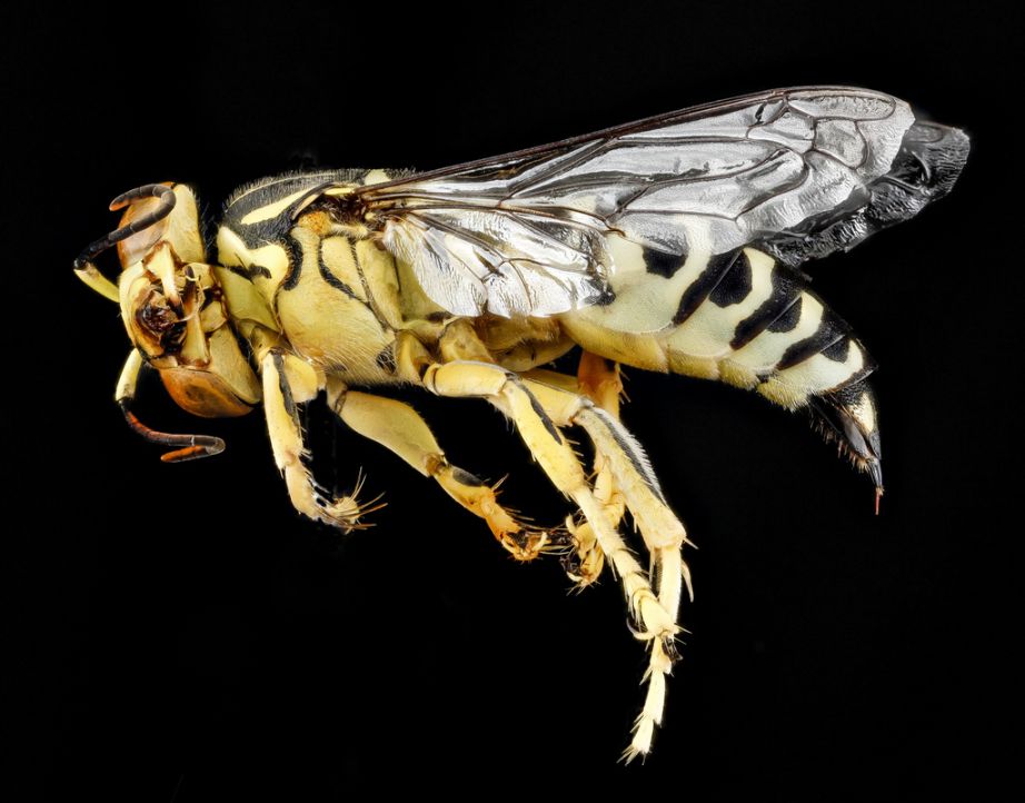 Bembix americana, female, Sand Wasp