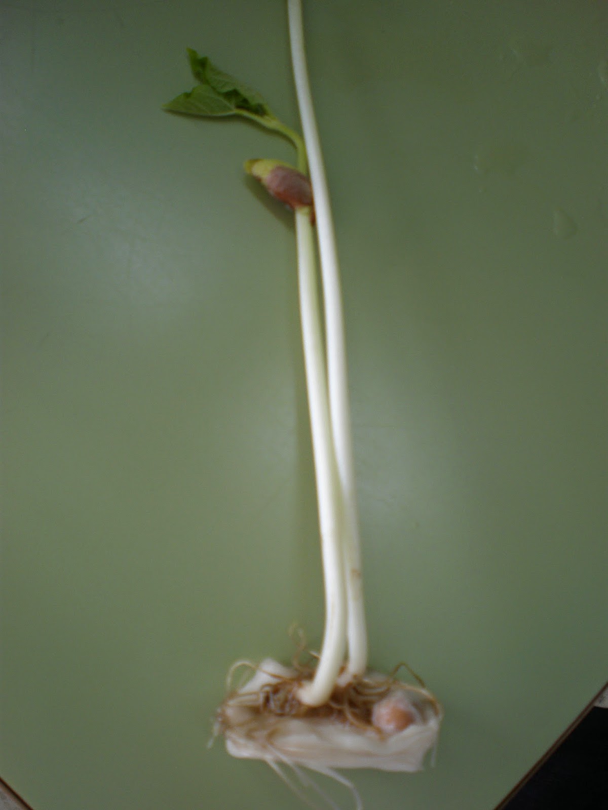 CIENCIABF: GERMINACIÓN DE UNA SEMILLA 2015