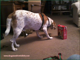 Valentino Enjoys Milk Bone Dog Treats