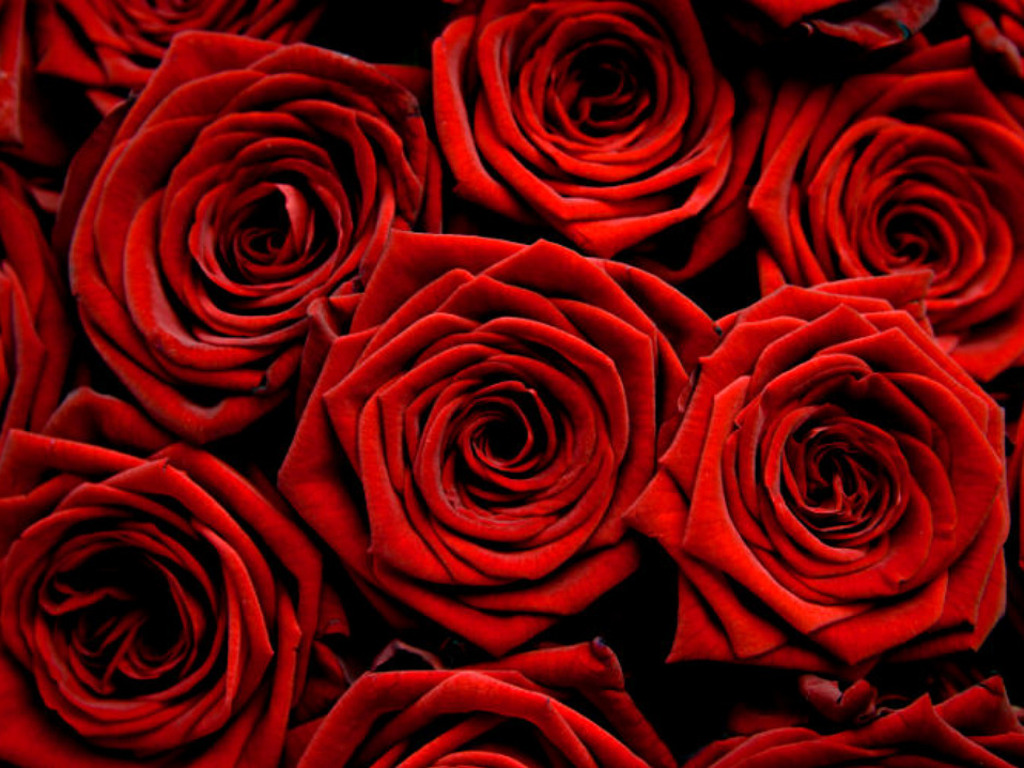 rose wallpapers | red rose wallpapers | red flowers wallpapers