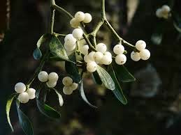 mistletoe muerdago