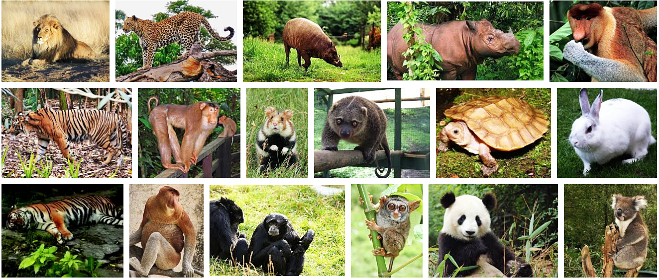 Gambar Binatang Fauna Guru Paud