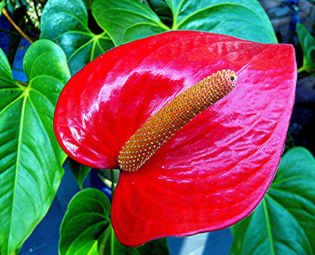 flowers for flower lovers. Anthurium flamingo flowers.