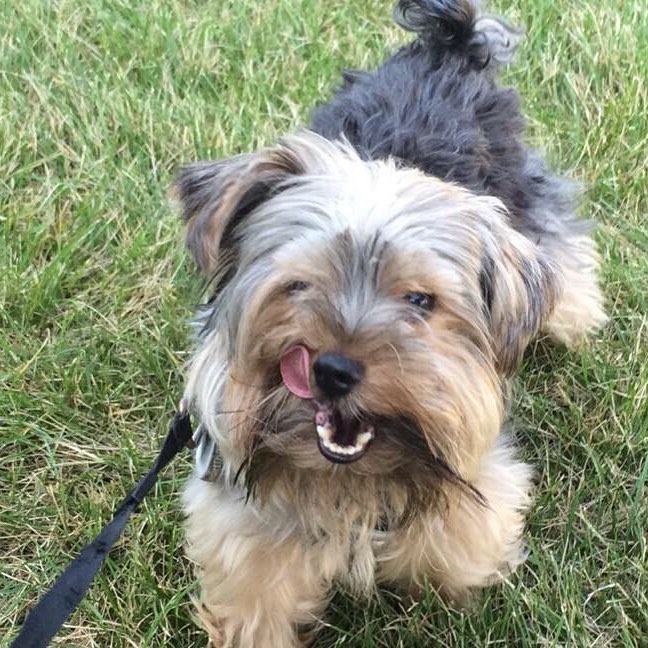 yorkie charles the dog licking his lips after treats