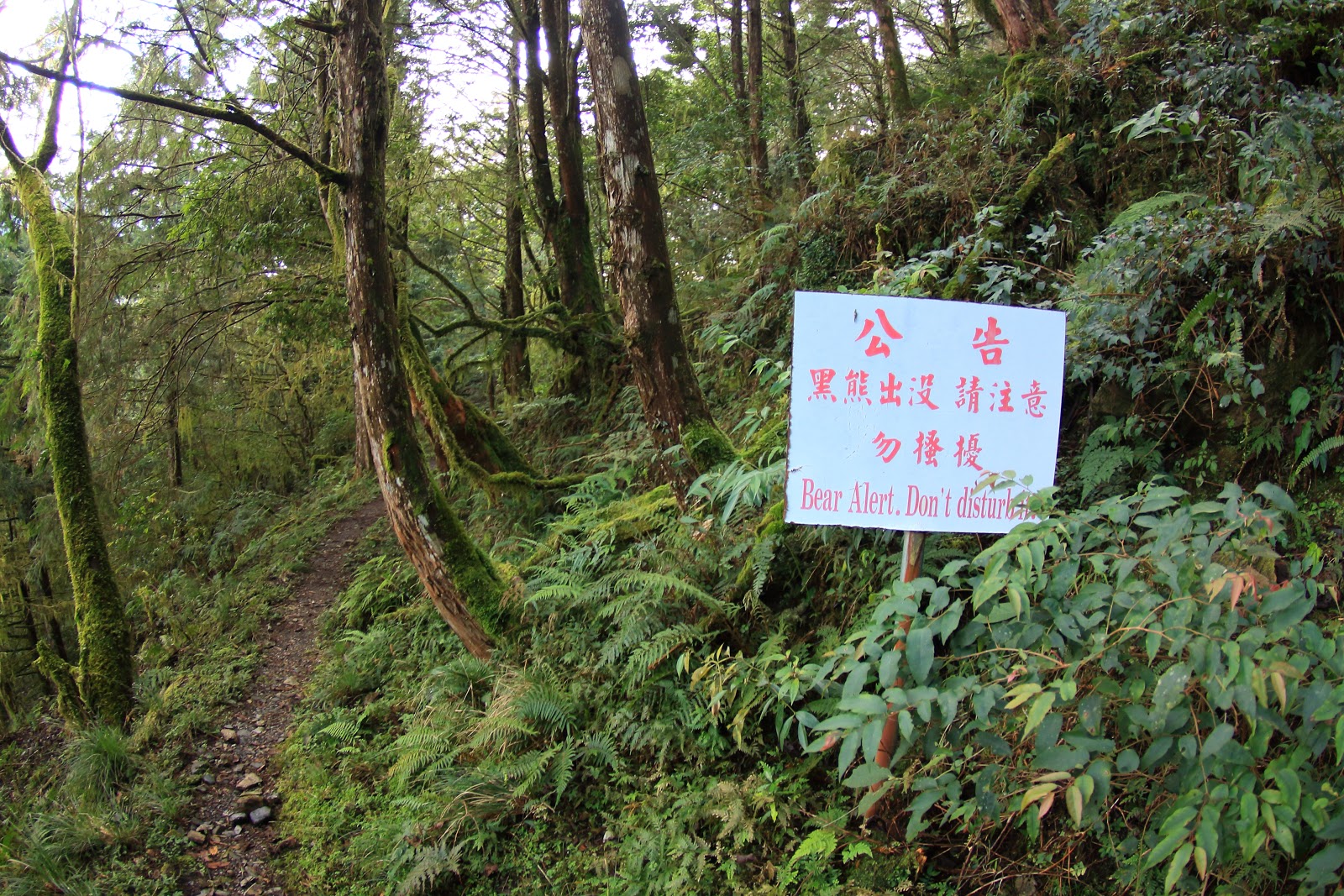 八通關古道東段為台灣黑熊保育重地