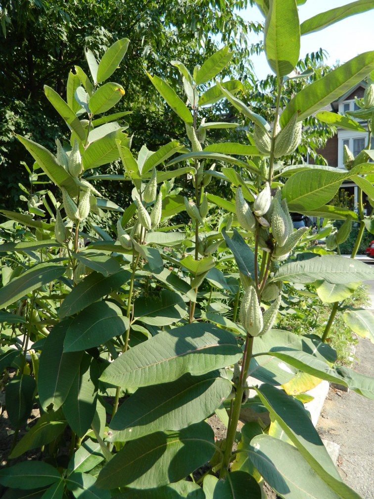 Common milkweed Ascelepias syriaca ecological gardening by garden muses-a Toronto gardening blog