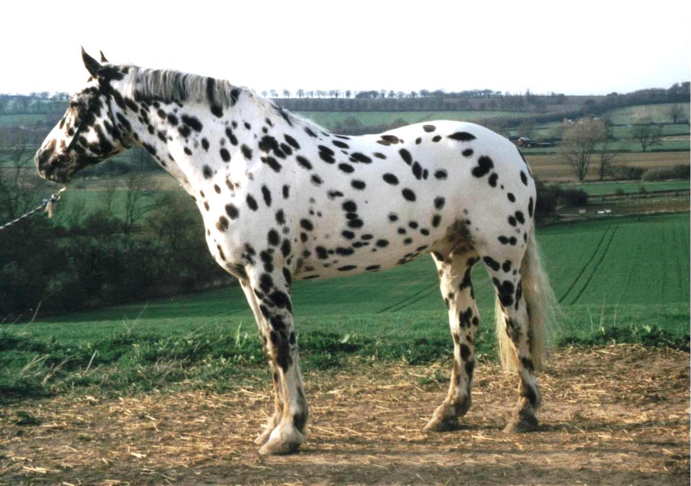 Horse Appaloosa: description, features of the breed, breeding 55 Horse Appaloosa: description, features of the breed, breeding 5