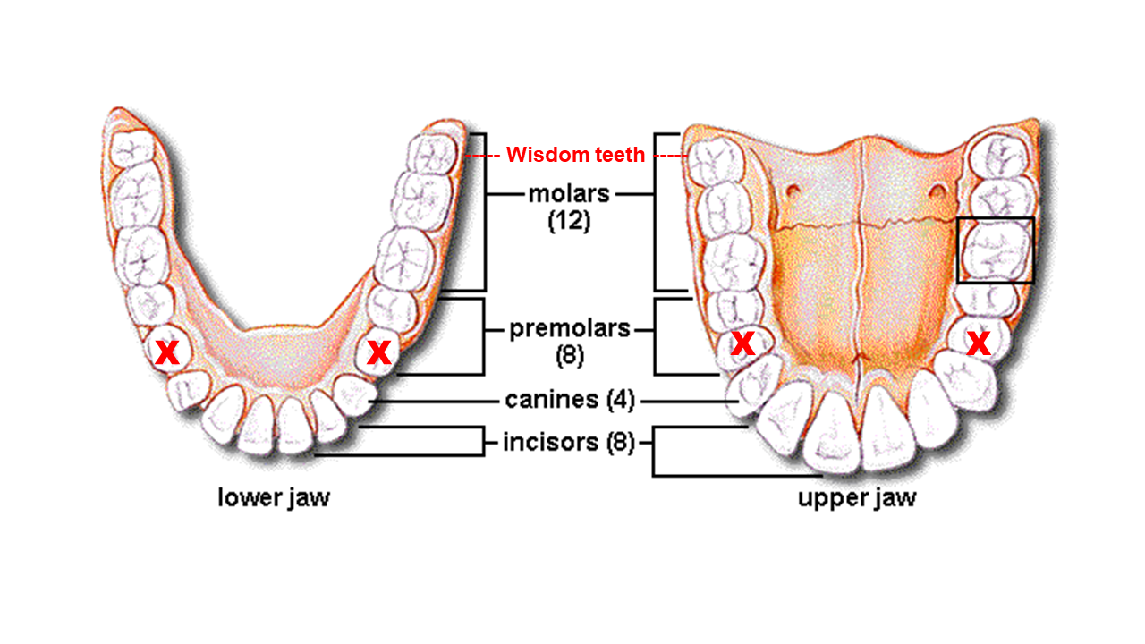 Про зубы на английском. Анатомия зубов. Строение зуба на английском языке. Зубы на английском.