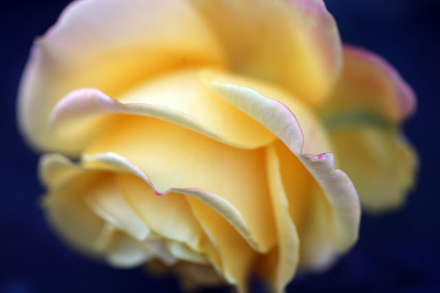 Portland Yellow Rose Photographer Sarah Bello