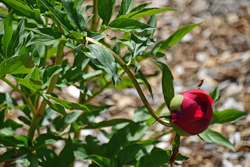 Southern Peony 2019 Peony 'Many Happy Returns' Has a Hard Time with