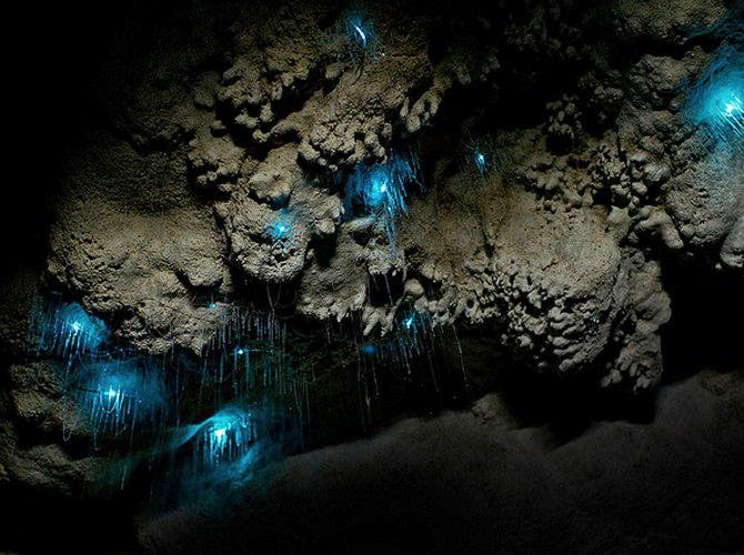 Glowworm Cave, New Zealand Glowworm Cave, New Zealand