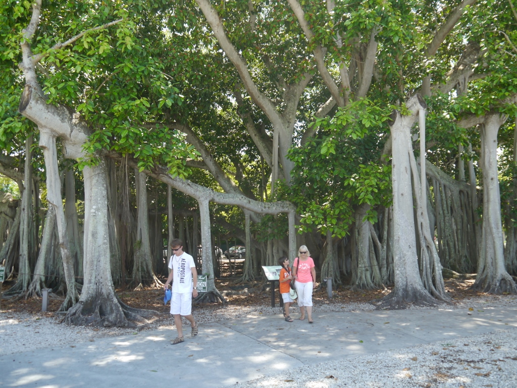 Banyan Tree Fort Myers Edison