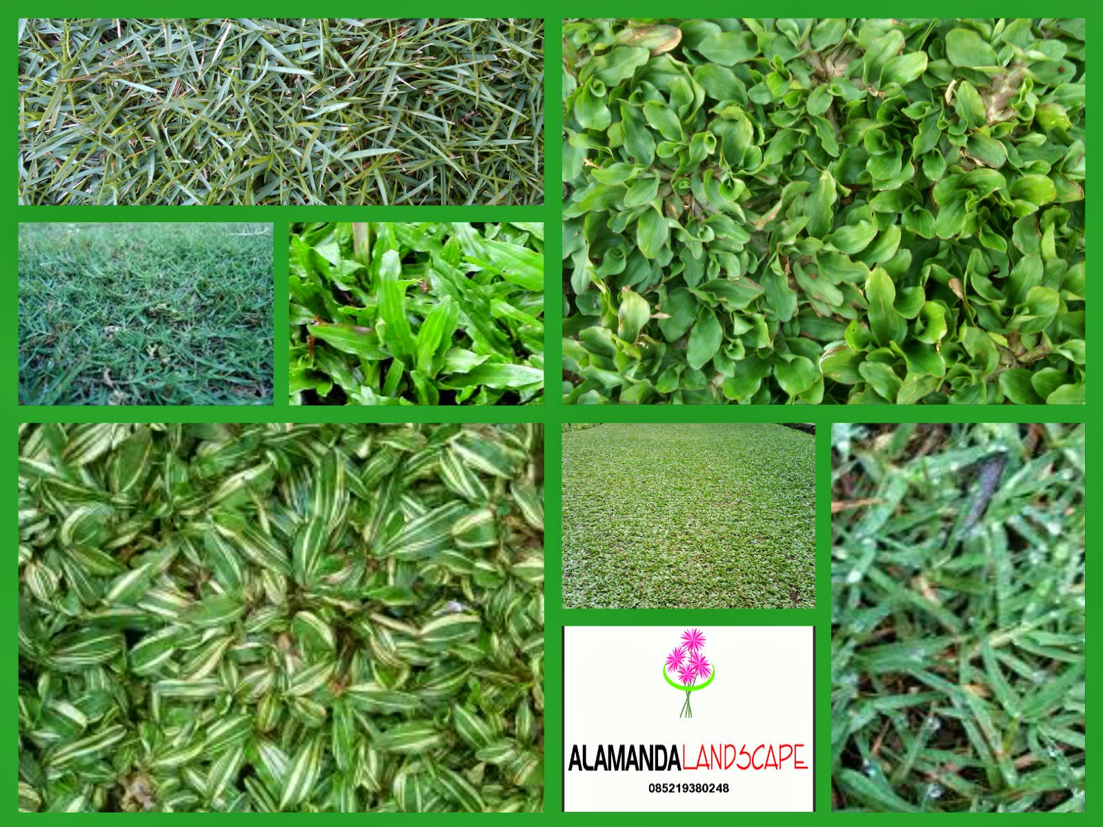 Gambar Mengenal Jenis Rumput Taman Rumah Desain Denah Gajah Gambar Mini