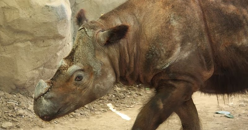 Single horned rhino wiki