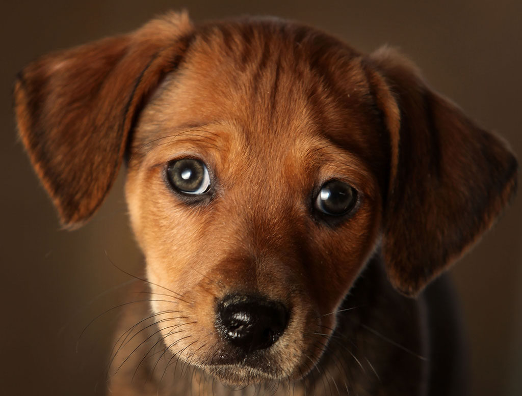 cane che urina frequentemente dopo il prednisone