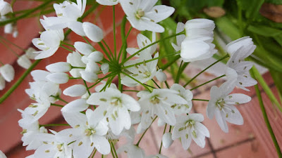 (Almost) Wordless Wednesday - white flowers