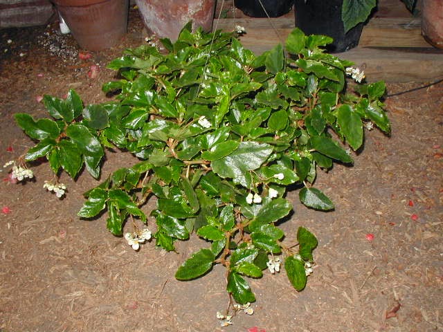 Всё о бегониях и не только... Begonia 'Eunice Gray'