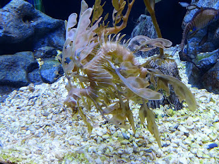 Dragon de mer feuillu - Hippocampe feuille - Phycodurus eques Dragon de mer feuillu - Hippocampe feuille - Phycodurus eques