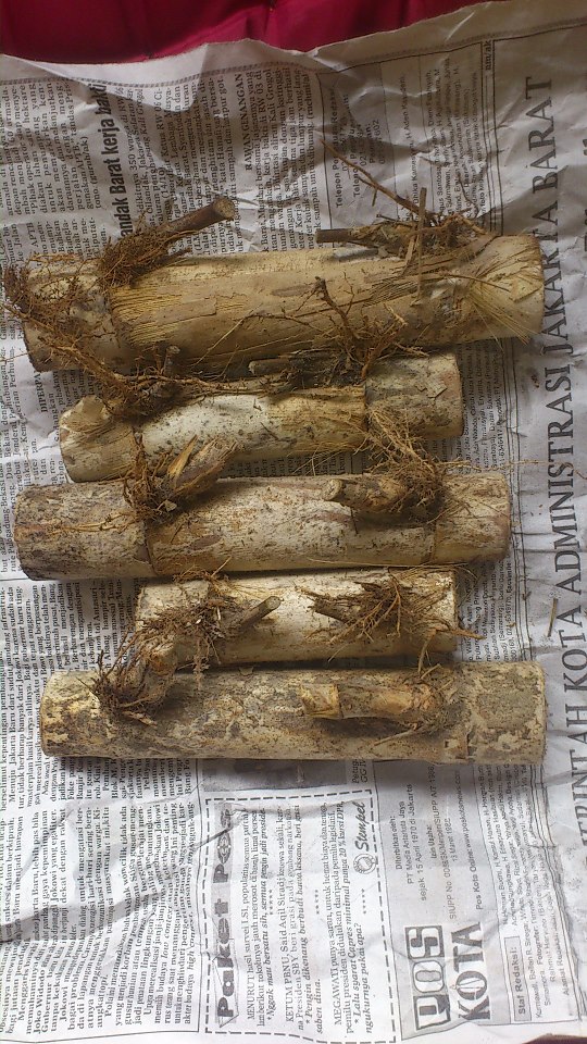 perubatan,mistik, antik, kebudayaan dan sejarah buluh tumpat original