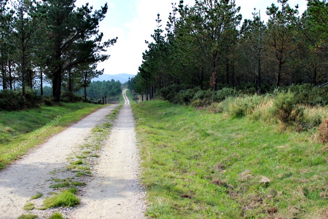 foto bosque en el camino
