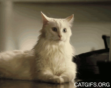 Funny cats - part 270, cute cat images, best funny cat, cats