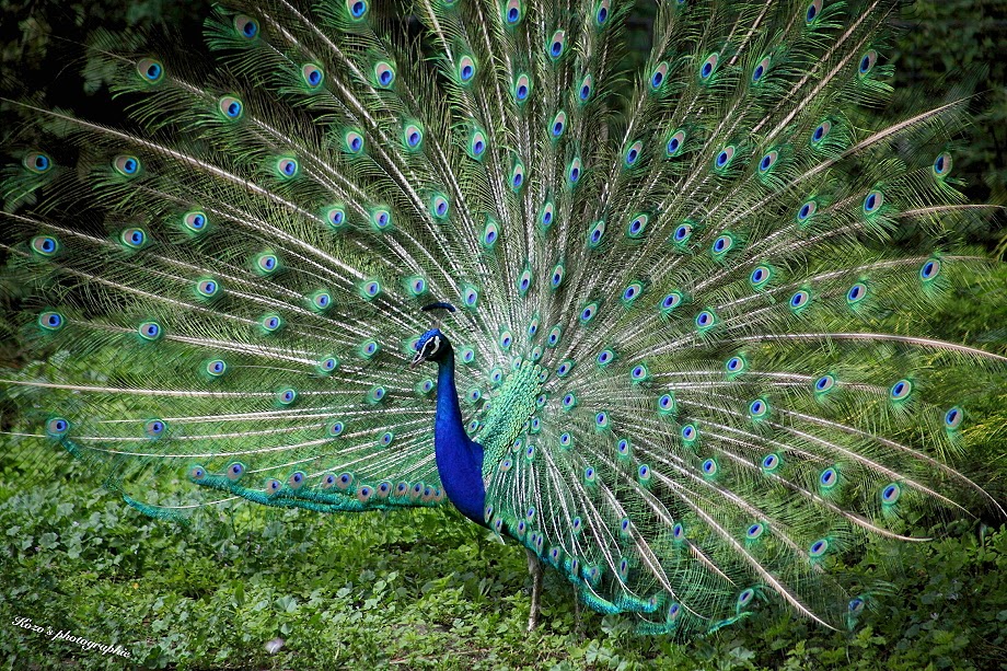 Mythen und Meinungen: Das heilige Tier der Hera