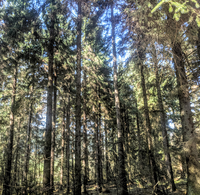 A Chilled Weekend Break with Friends & Tweens in North Yorkshire  - tall trees in Dalby Forest 